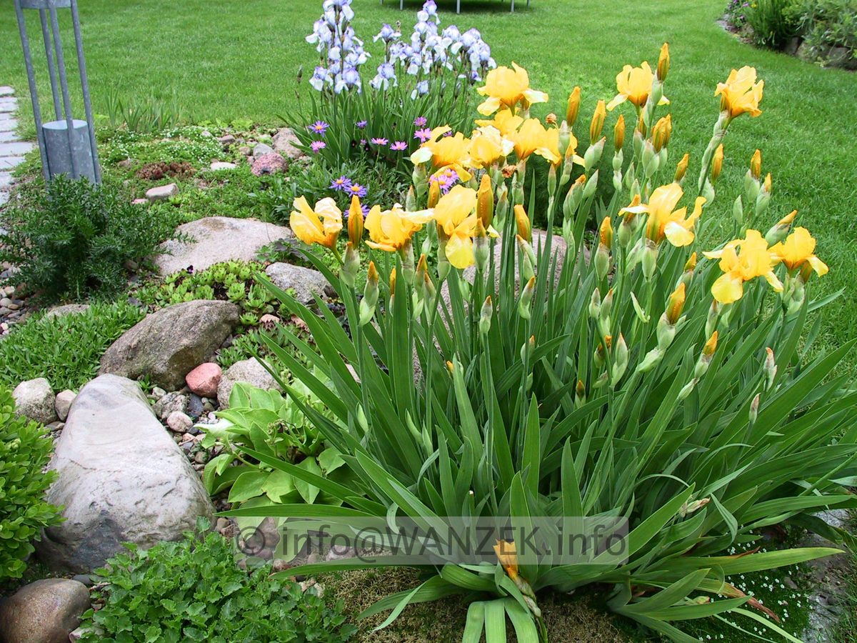 Iris barbata media Beste Gelbe.jpg